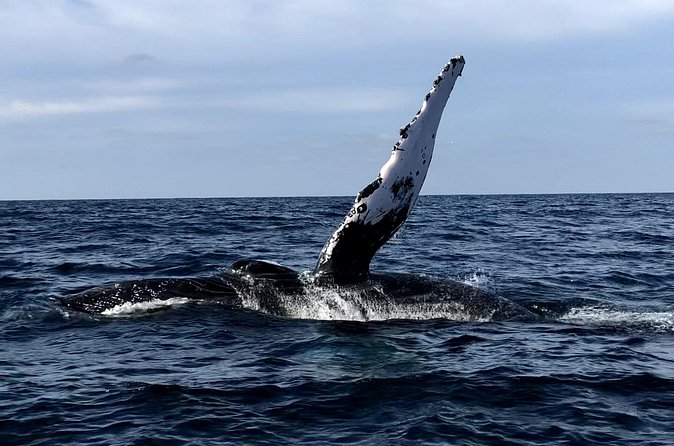 Humpback Whale Watching • Private Tour • Punta Mita - Is this Punta Mita whale tour worth booking?
