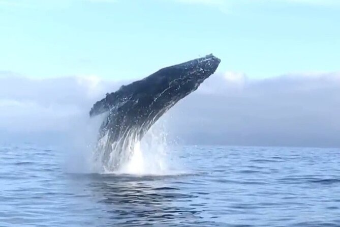 Humpback Whale Watching • Private Tour • Punta Mita - What you may see during the 90-minute ride
