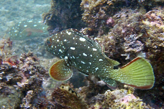 Private Snorkeling Adventure: Los Arcos & Colomitos Beach - The private format and guide support