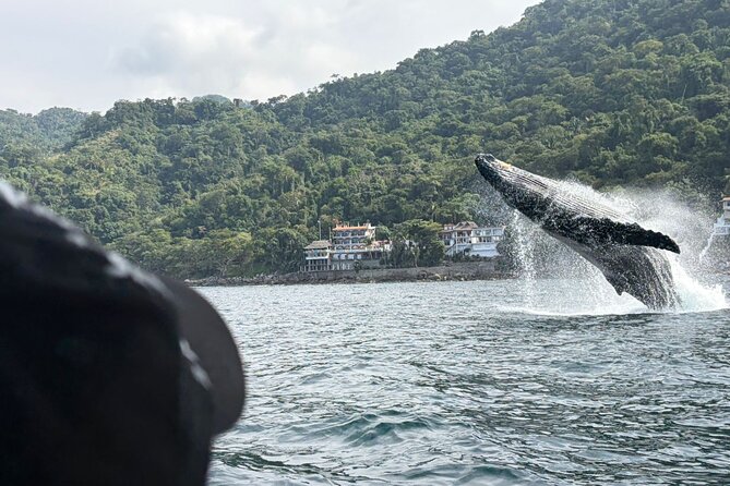 Private Tour 3 Hours of Whale Watching - Three hours in Banderas Bay