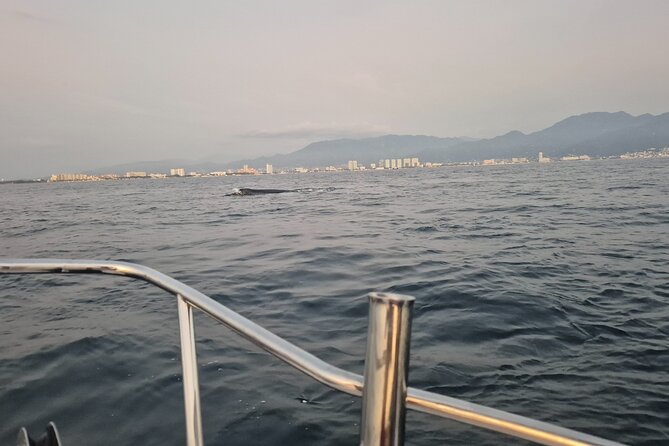 Private Tour 3 Hours of Whale Watching - Why fin whales make this trip special