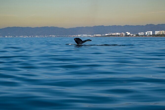 Private Tour 3 Hours of Whale Watching - What the water may feel like