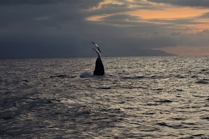 Private Tour 3 Hours of Whale Watching - Is $315 a fair price?