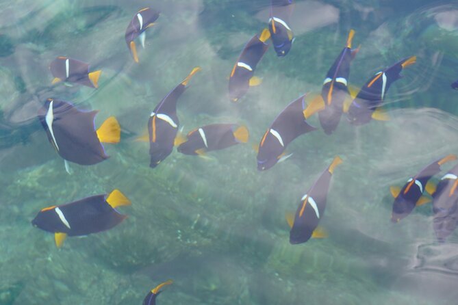 Private Tour Visit the National Park ''The Arches of Mismaloya'' - Snorkeling in the clear water