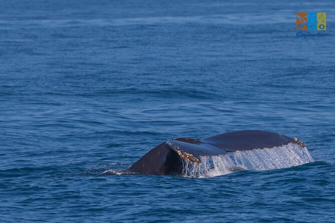 Private Whale watching Puerto Vallarta - Key points to know before booking