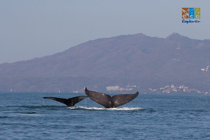 Private Whale watching Puerto Vallarta - Dolphins, turtles, mantas, and the rest of the bay