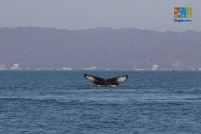 Private Whale watching Puerto Vallarta - Guides who shape the experience