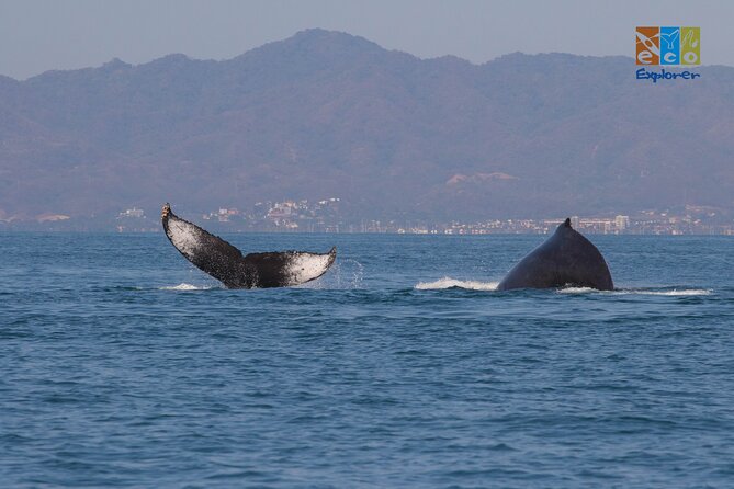 Private Whale watching Puerto Vallarta - Why the $650 group price can make sense