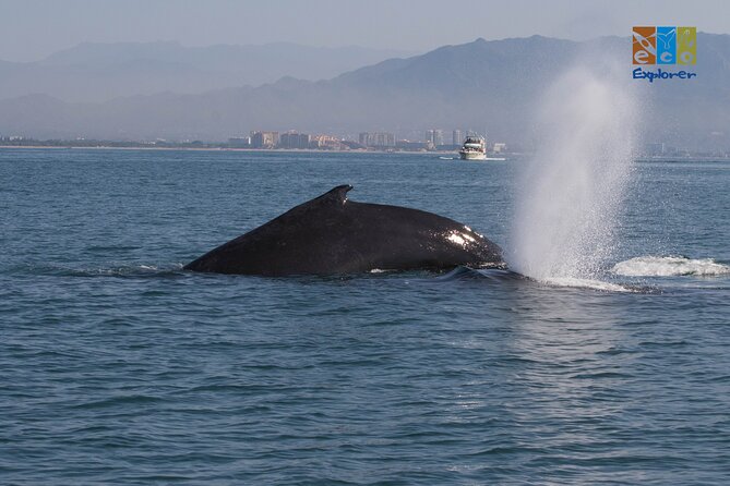 Private Whale watching Puerto Vallarta - Three hours, with snacks instead of lunch