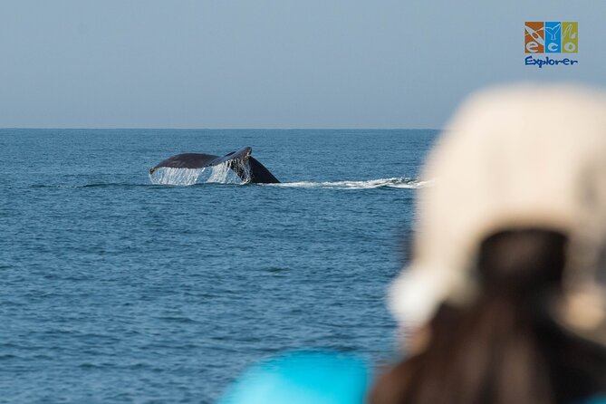 Private Whale watching Puerto Vallarta - Who will enjoy this private whale trip most