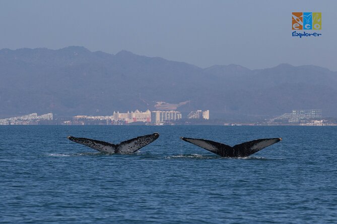 Private Whale watching Puerto Vallarta - Crossing Banderas Bay in search of whales