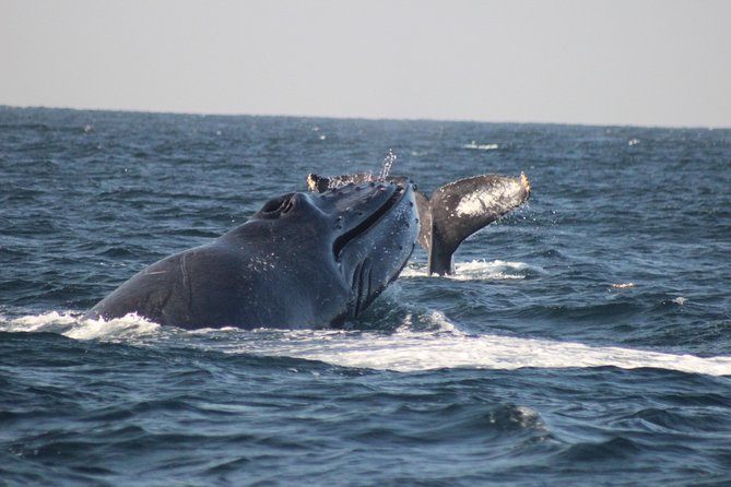 Private Whale Watching Tour in Puerto Vallarta - Key points to know before you book