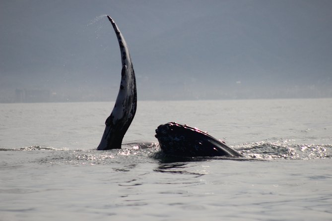 Private Whale Watching Tour in Puerto Vallarta - Why this private whale watch works so well