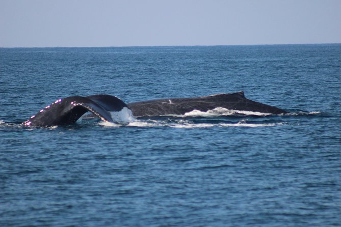 Private Whale Watching Tour in Puerto Vallarta - Watching humpbacks without rushing them