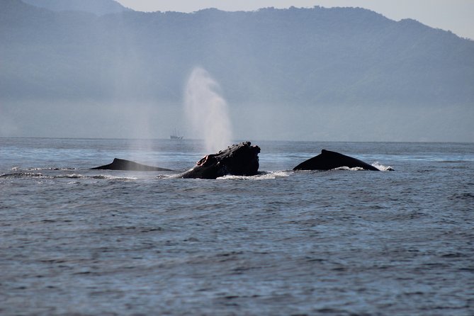 Private Whale Watching Tour in Puerto Vallarta - The boat, group size, and comfort
