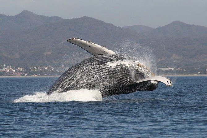 Private Whale Watching Tour in Puerto Vallarta - What the $760 price really buys