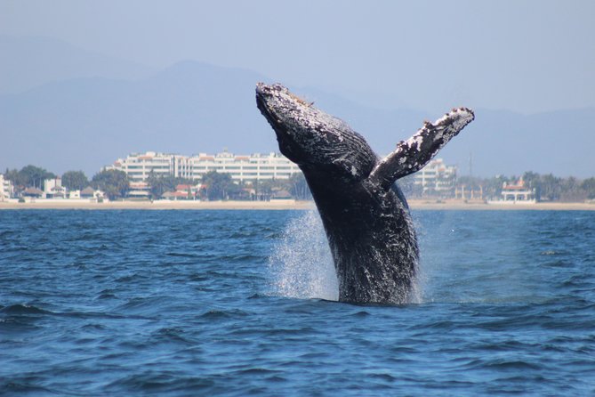 Private Whale Watching Tour in Puerto Vallarta - Meeting at Marina Vallarta at 8:45