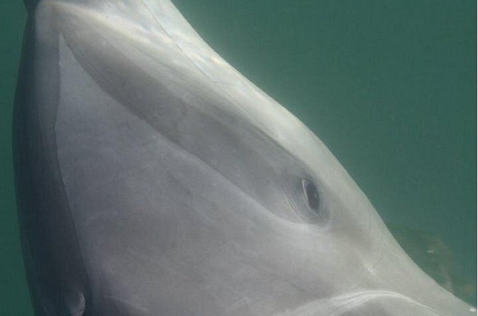 Private Wild Dolphin Encounter in Puerto Vallarta - What Thalia adds to the morning