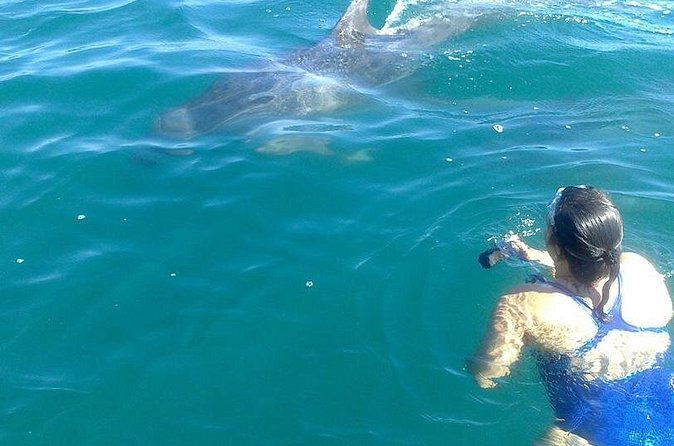 Private Wild Dolphin Encounter in Puerto Vallarta - Is $675.33 a fair price for up to eight people?