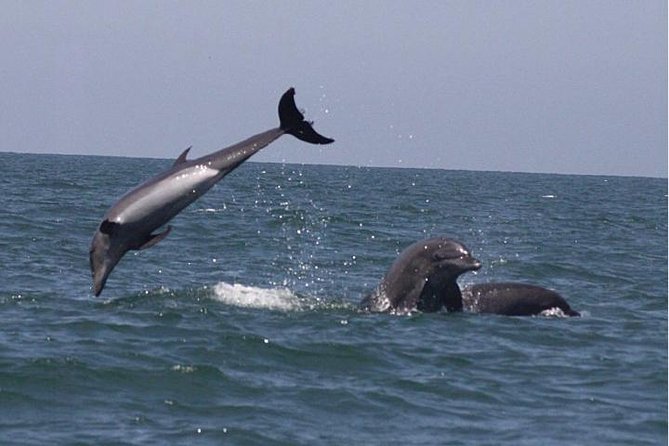 Private Wild Dolphin Encounter in Puerto Vallarta - Searching Bahía de Banderas for resident pods