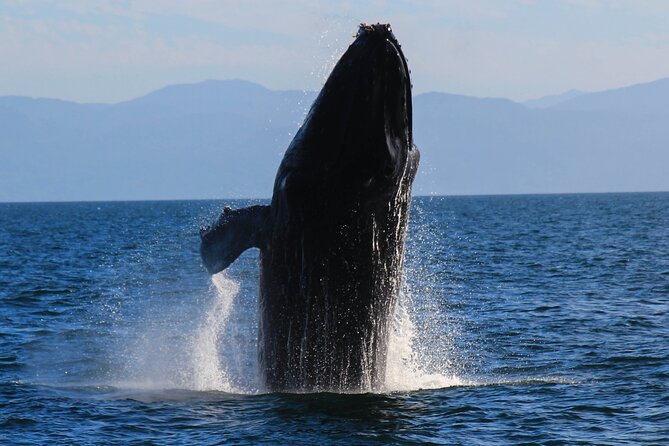 Private Yacht Charter on ChicaFun 1 Waterslides all inclusive - Colomitos and the small beaches near Boca de Tomatlan