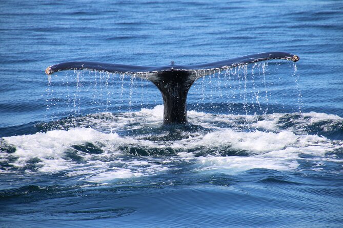 Private Yacht, Sightseeing, Snorkeling and Private beaches - Who will enjoy this outing most