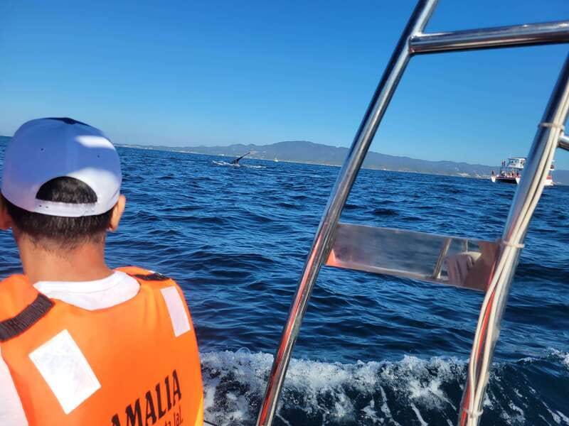 Puerto Vallarta: 3-Hour Whale Watching and Snorkeling - Key points to know before booking