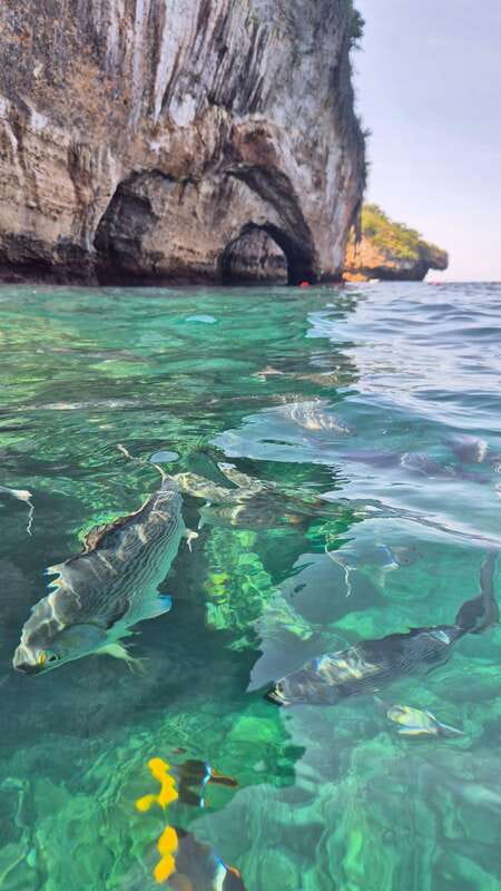 Puerto Vallarta: 3-Hour Whale Watching and Snorkeling - Who should book this boat trip?