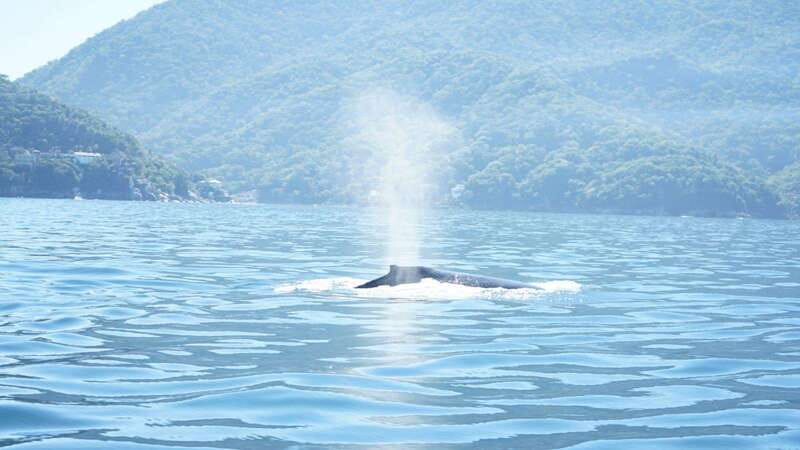 Puerto Vallarta: 3-Hour Whale Watching and Snorkeling - Leaving the marina and finding your boat