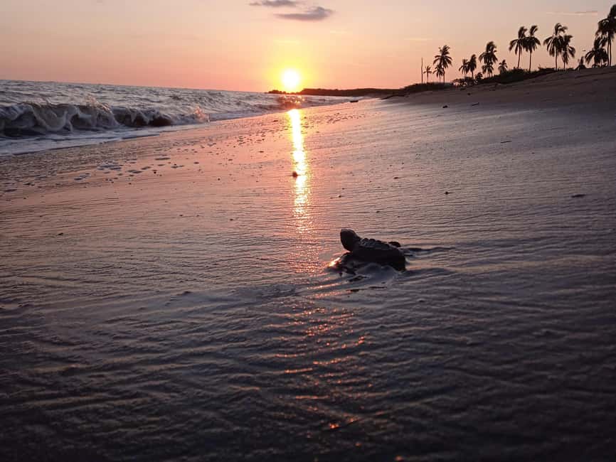 Puerto Vallarta: Baby Turtle Release in Conservation Area - Key things to know before booking
