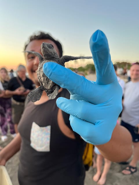 Puerto Vallarta: Baby Turtle Release in Conservation Area - Why releasing an olive ridley turtle feels different