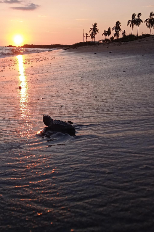 Puerto Vallarta: Baby Turtle Release in Conservation Area - What you learn at the conservation camp