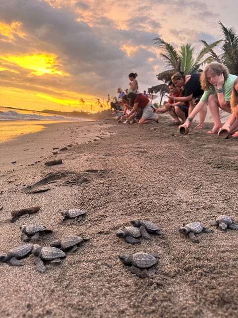 Puerto Vallarta: Baby Turtle Release in Conservation Area - Sunset views and the release itself