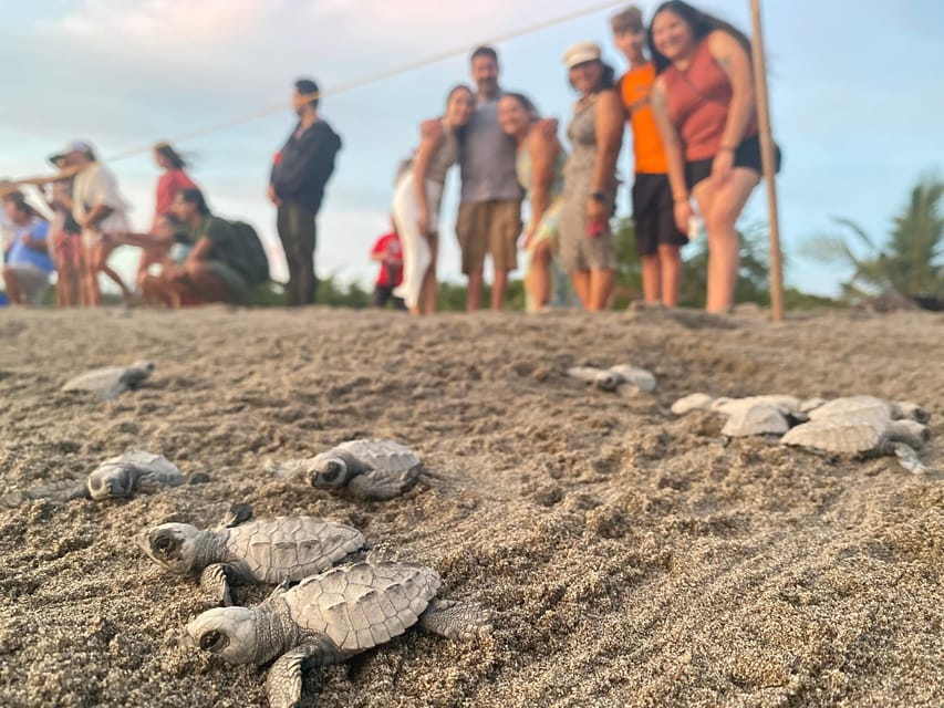 Puerto Vallarta: Baby Turtle Release in Conservation Area - What the $40 price really covers