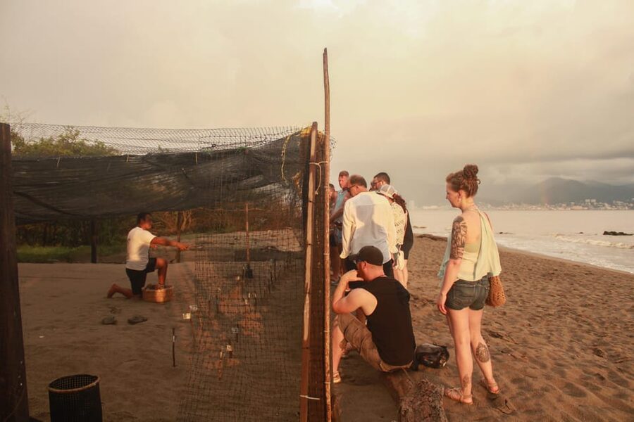 Puerto Vallarta: Baby Turtle Release in Conservation Area - Who will enjoy this most