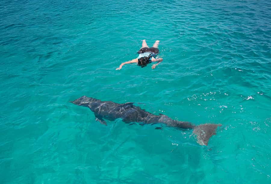 Puerto Vallarta: Dolphin Swimming and Aquaventuras Park - Key points to know before booking