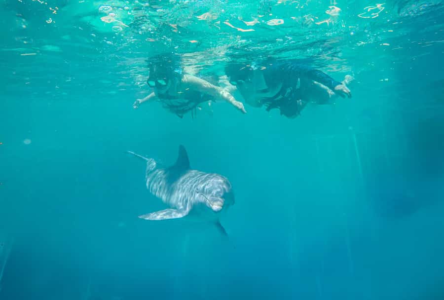 Puerto Vallarta: Dolphin Swimming and Aquaventuras Park - The dolphin session is the heart of the experience