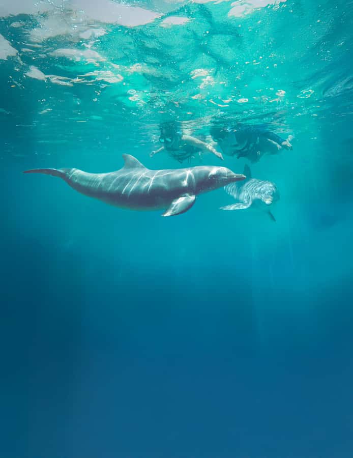 Puerto Vallarta: Dolphin Swimming and Aquaventuras Park - Lunch is convenient, but keep expectations modest