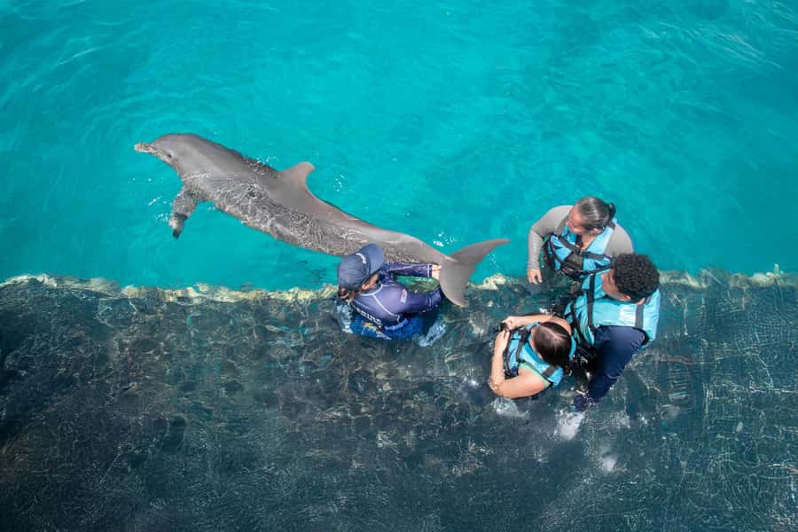 Puerto Vallarta: Dolphin Swimming and Aquaventuras Park - Is $159 a fair price?