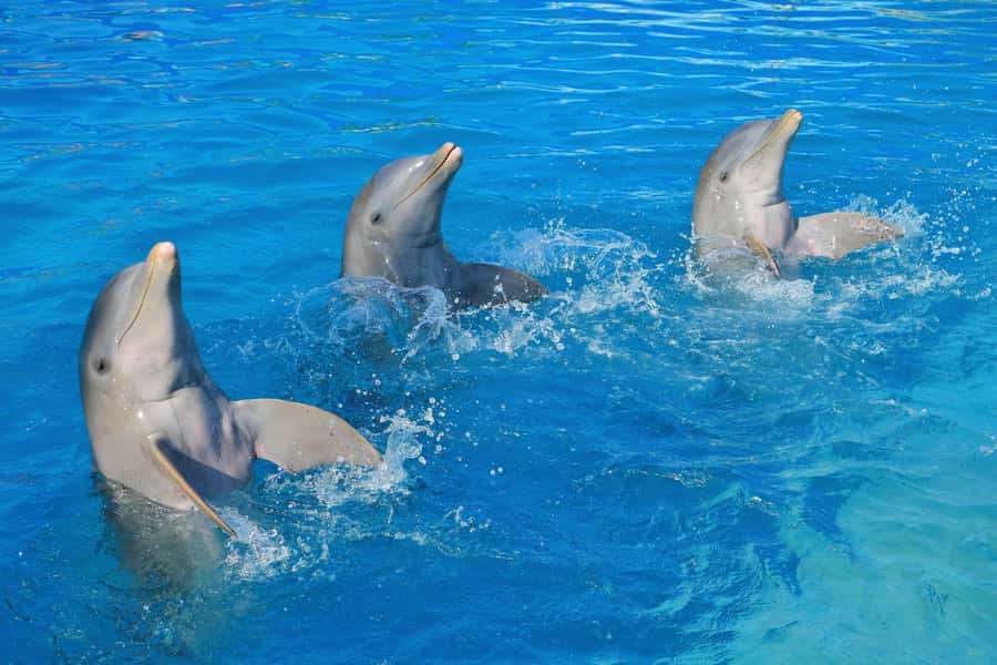 Puerto Vallarta: Dolphin Swimming and Aquaventuras Park - What to bring and what to leave behind