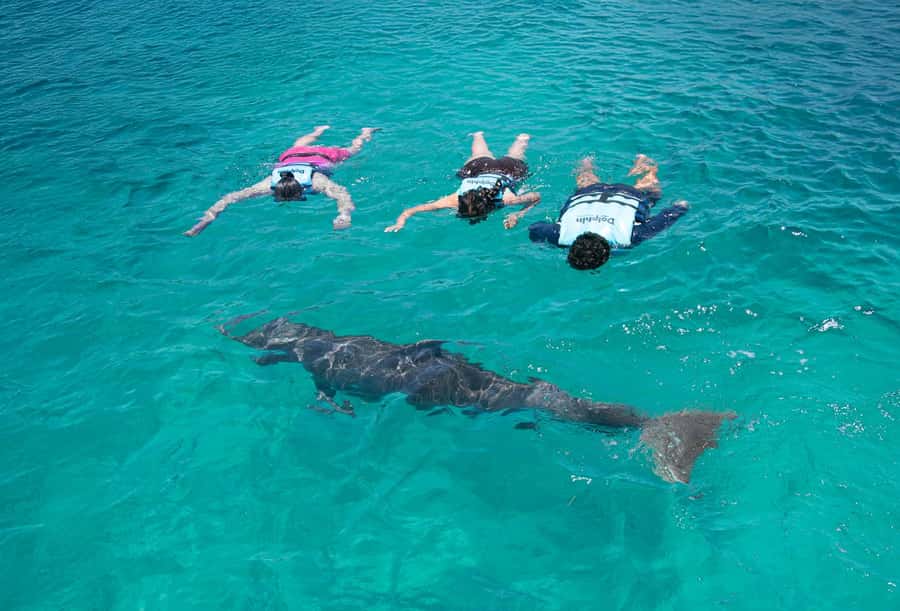 Puerto Vallarta: Dolphin Swimming and Aquaventuras Park - Who will enjoy this most?