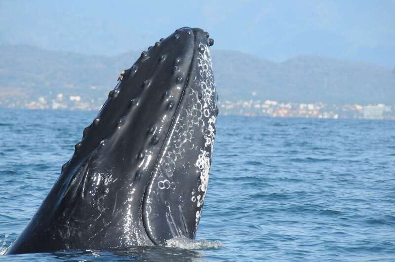 Puerto Vallarta: Humpback Whale Research Adventure Tour - Three hours searching Banderas Bay