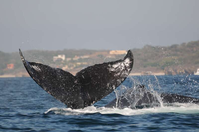 Puerto Vallarta: Humpback Whale Research Adventure Tour - Listening through the hydrophone