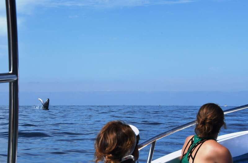 Puerto Vallarta: Humpback Whale Research Adventure Tour - Taking part in the whale research