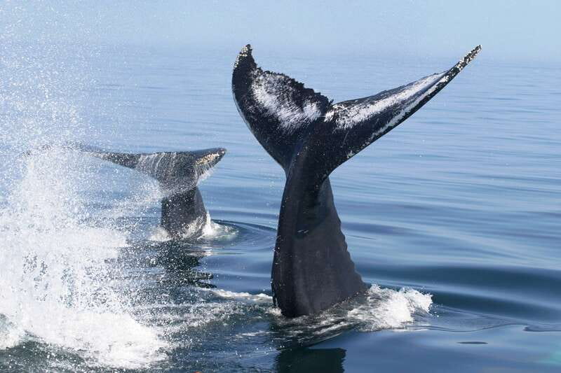 Puerto Vallarta: Humpback Whale Research Adventure Tour - How much value do you get for $134?