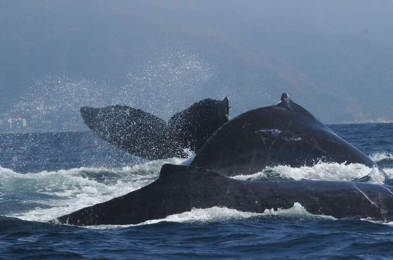 Puerto Vallarta: Humpback Whale Research Adventure Tour - Who should book this outing