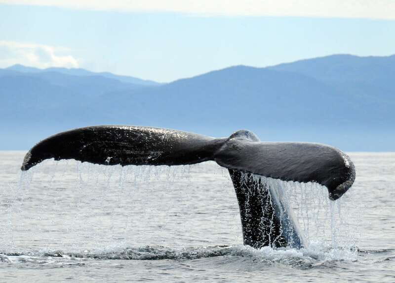 Puerto Vallarta: Humpback Whale Research Adventure Tour - Starting at the Ecotours Vallarta office
