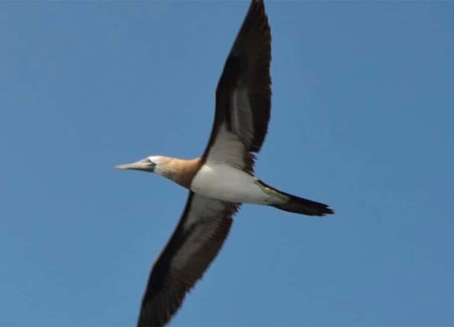 Puerto Vallarta: Marietas Island, Breakfast, Lunch, Open Bar - Who will enjoy this cruise most