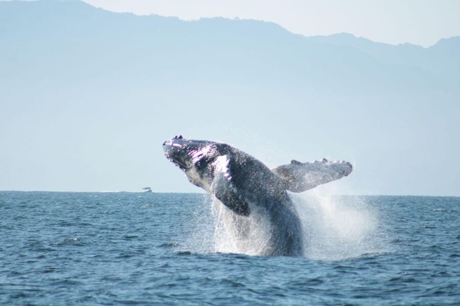 Puerto Vallarta: Mega Yacht Whale Watching Sunset Cruise - Guacamole, snacks, and the premium open bar