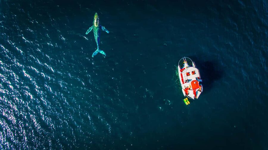Puerto Vallarta: Mega Yacht Whale Watching Sunset Cruise - Sunset, music, and the return past city lights